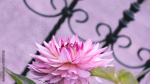 Delicate dahlia flower in the garden