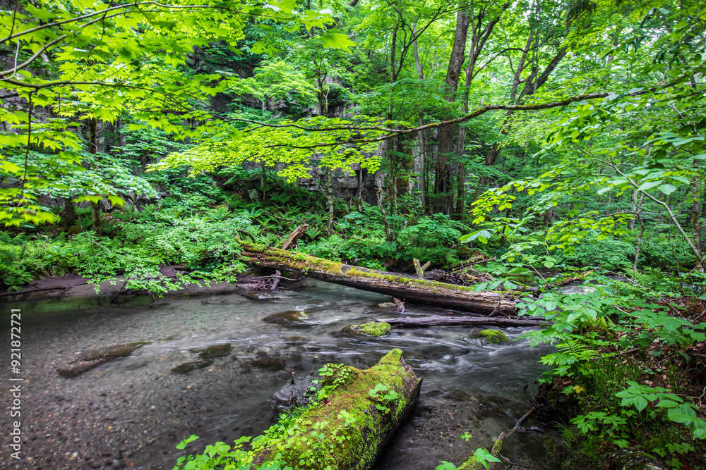 Obraz premium Calm River Flowing Through Moss-Covered Rocks in Lush Forest