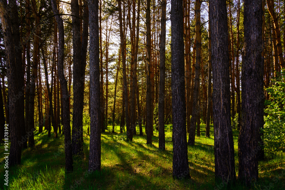 Sunbeams streaming through the pine trees and illuminating the young green foliage on the bushes in the pine forest in spring. Sunbeams streaming through the pine trees and illuminating the young green foliage on the bushes in the pine forest in spring.