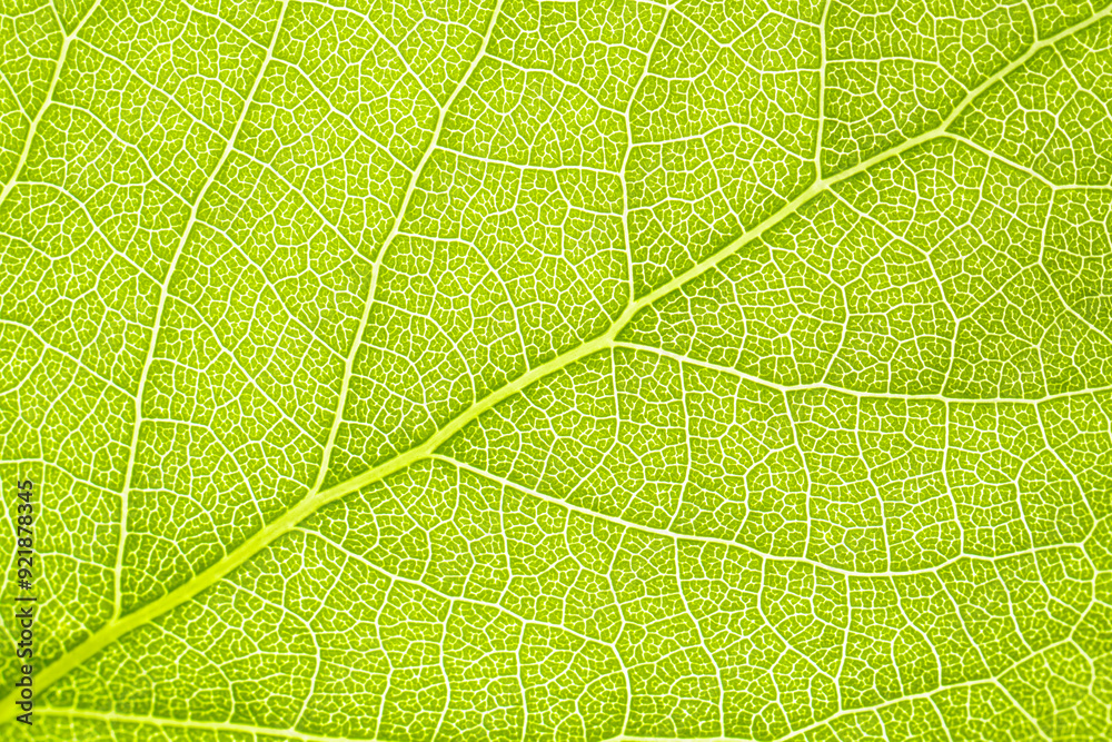 Macro shot of a leaf. Foliage nature background. Macro shot of a leaf. Foliage nature background.