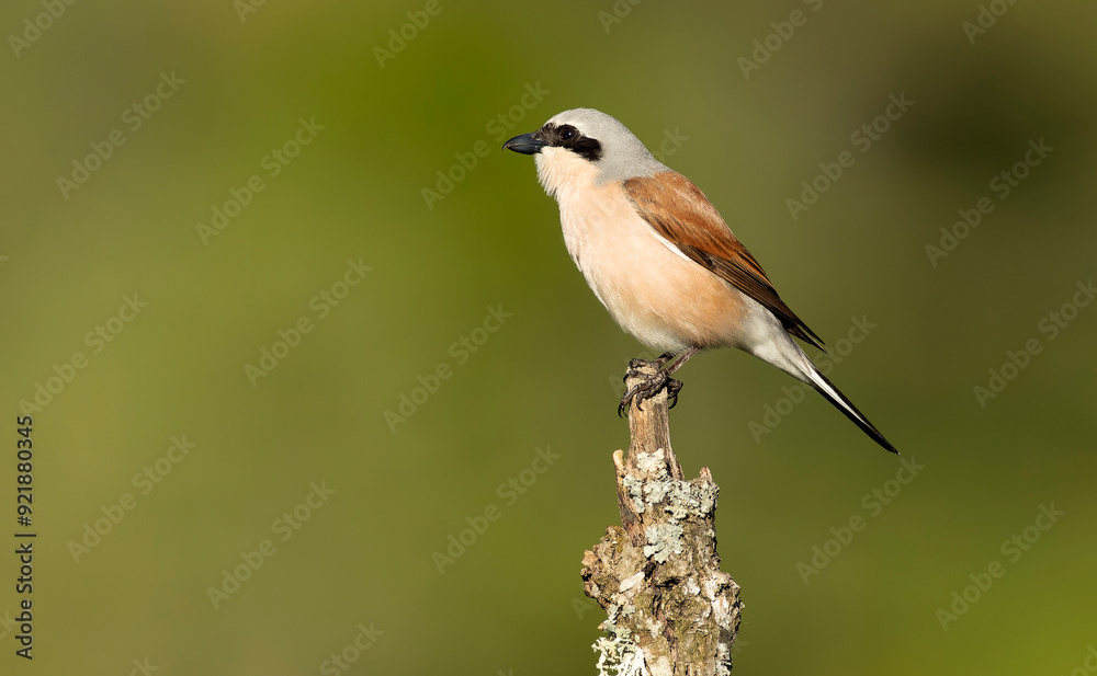 male Red-backed shrike on its nesting territory in a forest of oak and thorn bushes at the first light of a spring day male Red-backed shrike on its nesting territory in a forest of oak and thorn bushes at the first light of a spring day