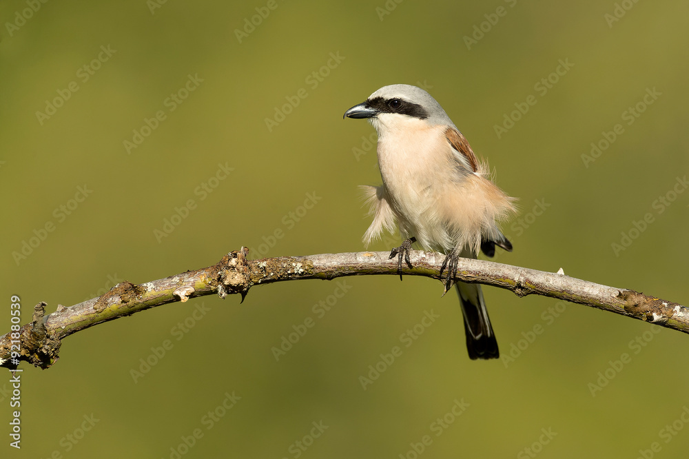 Obraz premium Male Red-backed Shrike on its breeding territory at its hunting perch in a forest of oaks and thorn bushes with the first light of sunrise