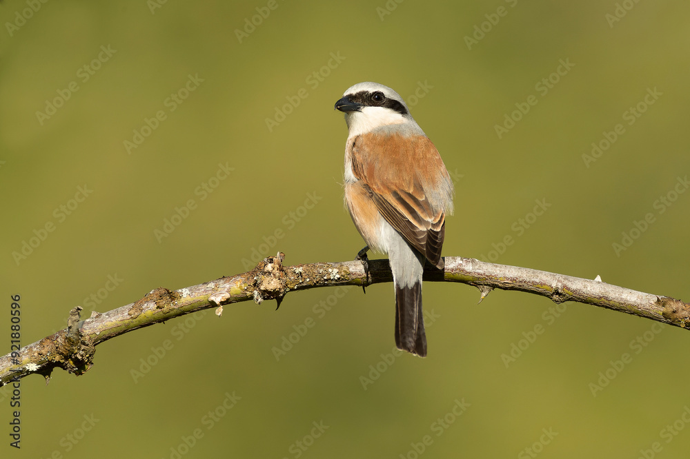 Fototapeta premium Male Red-backed Shrike on its breeding territory at its hunting perch in a forest of oaks and thorn bushes with the first light of sunrise