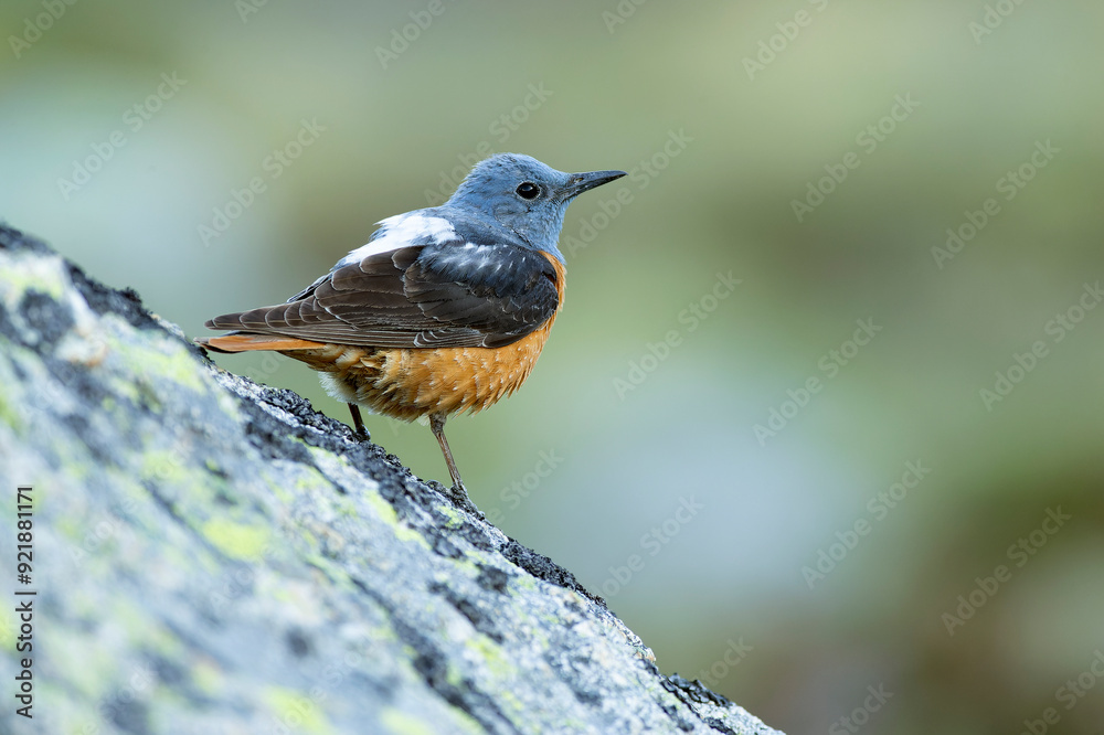 Fototapeta premium Male Rufous-tailed rock thrush in its nesting territory before sunrise in a high mountain area with bushes with yellow flowers and rocks on a spring day