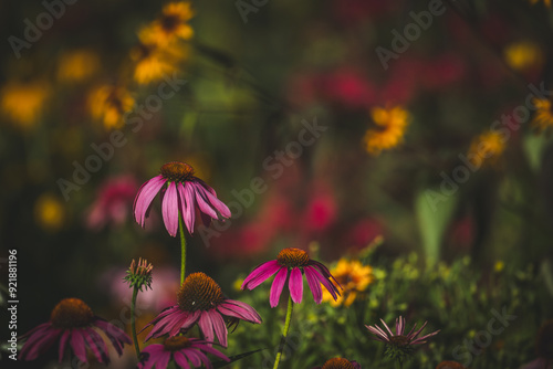 purple coneflower Echinacea purpurea amazing flower in summer garden, Garden-Inspired Wallpaper or Desktop Background photo