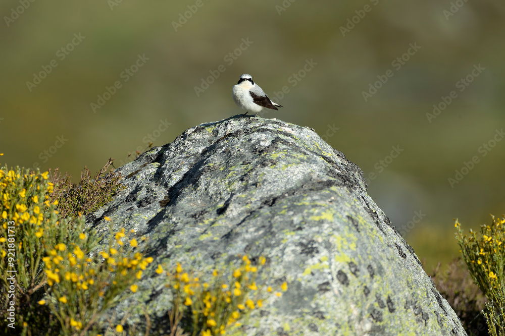 Northern wheatear male in its nesting territory before sunrise in a high mountain area with rocks on a spring day Northern wheatear male in its nesting territory before sunrise in a high mountain area with rocks on a spring day