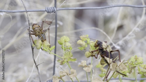 Cicada eating from a flower and leave. photo