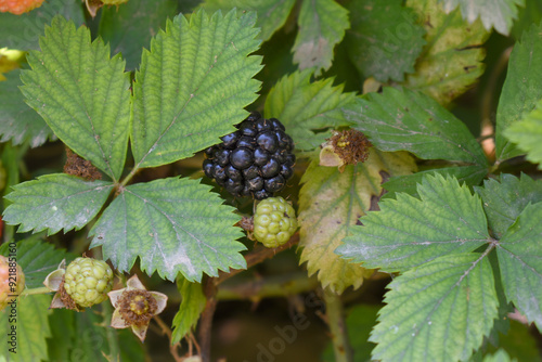 Natural food - fresh ripe blackberries in a garden. Bunch of ripe blackberry fruit - Rubus fruticosus - on branch with green leaves on a farm. Close-up, blurred background. Chakwal, Punjab, Pakistan photo