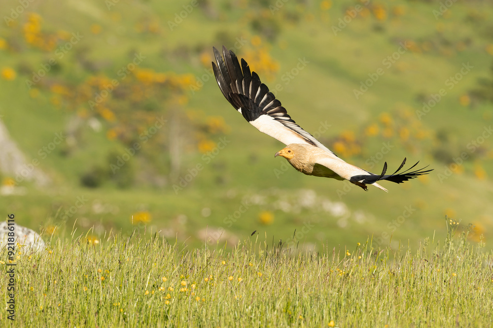 Egyptian vulture flying in a high mountain area with bushes with yellow flowers, grasslands and rocks at the end of a spring day