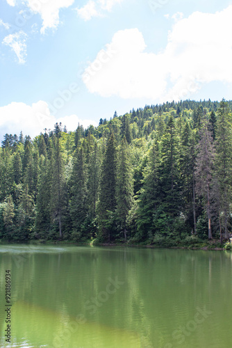 lake and forest