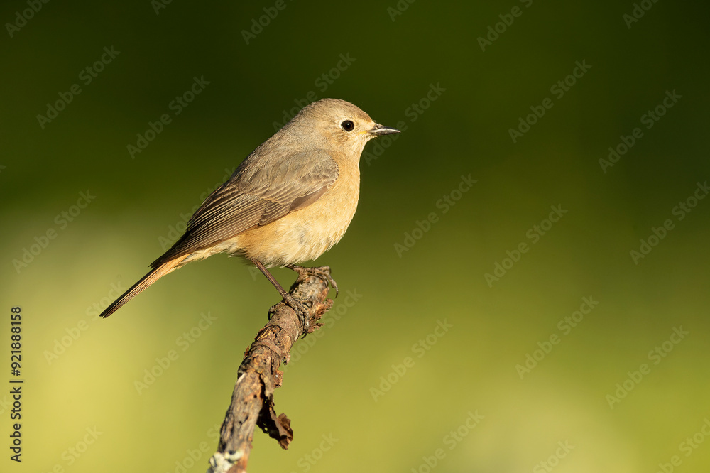Common redstart female in an Atlantic oak and beech forest with the last light of a spring day Common redstart female in an Atlantic oak and beech forest with the last light of a spring day
