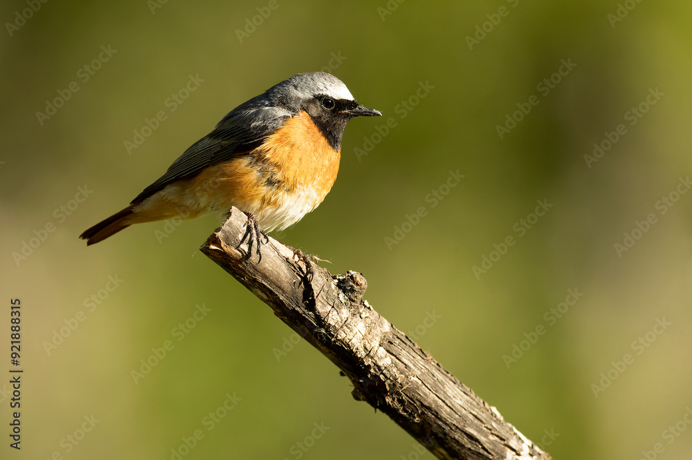 Male Common redstart at one of its favourite perches in the last light of the evening in an oak forest Male Common redstart at one of its favourite perches in the last light of the evening in an oak forest