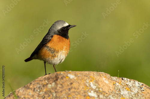 Common redstart, Phoenicurus phoenicurus, natural, bird, green, conservation, european, feather, environmental, male, orange, redstart, black, female, birdwatching, plumage, ornithology, small, wing, 