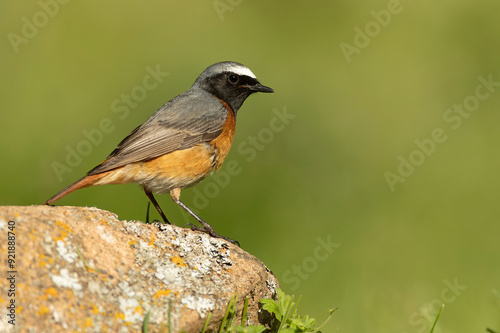 Common redstart male in an Atlantic oak and beech forest with the last light of a spring day