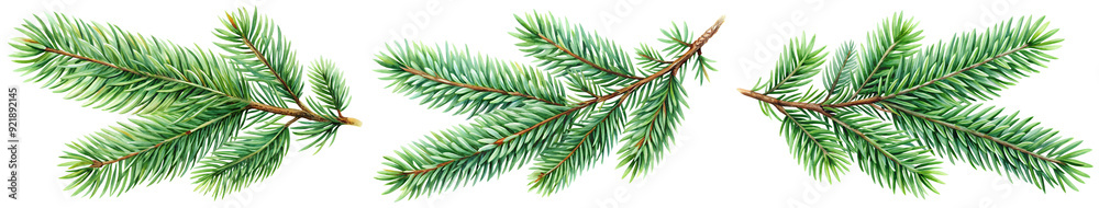 Christmas tree branch set, watercolor drawing. Christmas tree branch set, watercolor drawing.