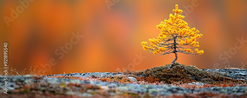 A tiny yellowed larch in an autumn landscape.
Scandinavian forest in autumn.
Northern nature in the mountains in fall.