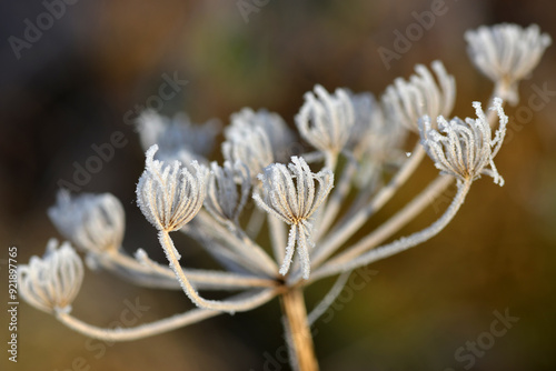 Bärenklau,  Wiesen,  Wiesenbärenklau,  Heracleum sphondylium photo