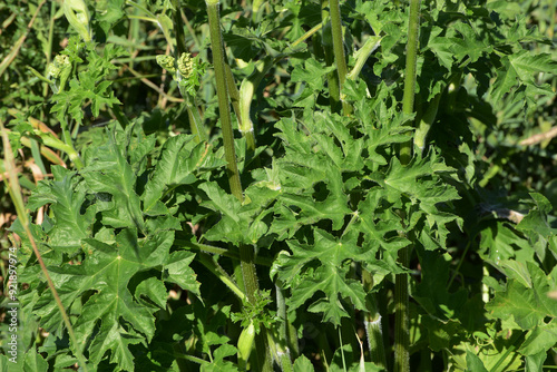 Wiesen-Bärenklau,   Wiesenbärenklau,  Heracleum sphondylium photo