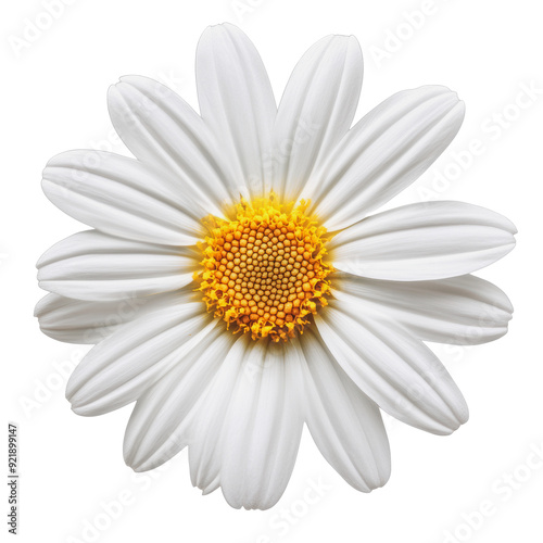 PNG White daisy with yellow center