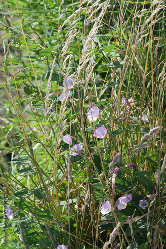 Acker-Winde, Convolvulus arvensis L.