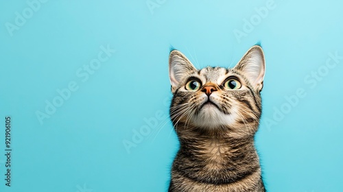 Cute banner with a cat looking up on solid blue background