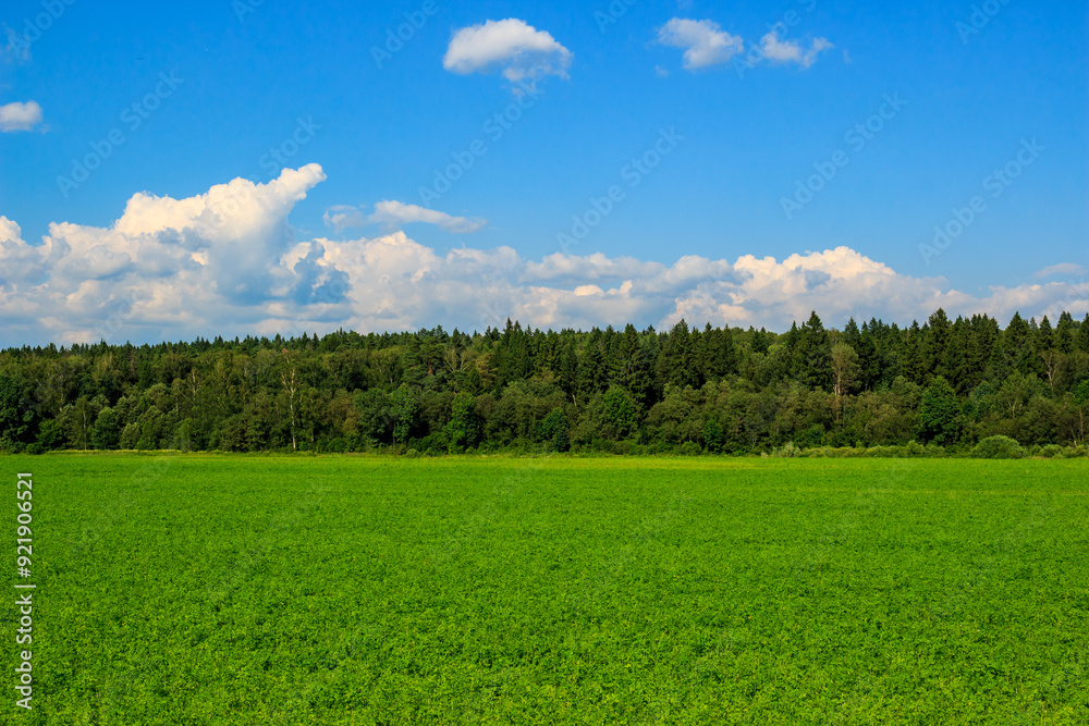 Farmer's crops in a field against the backdrop of a forest and colorful clouds in the sky Farmer's crops in a field against the backdrop of a forest and colorful clouds in the sky