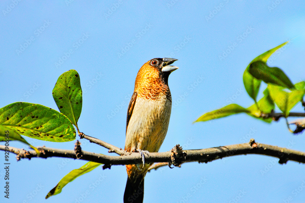 White-rumped Munia perching on branch