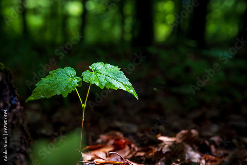 green leaves on the forest bottom