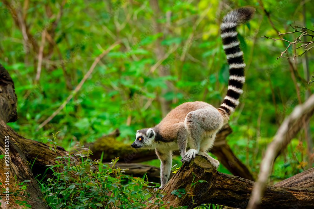 Obraz premium Lemur bereit zum Absprung