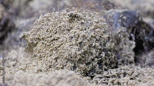 Maggots and worms feed and lay eggs on the carcass of a coypu. The fly larvae eat the rotting corpse, the decomposers.