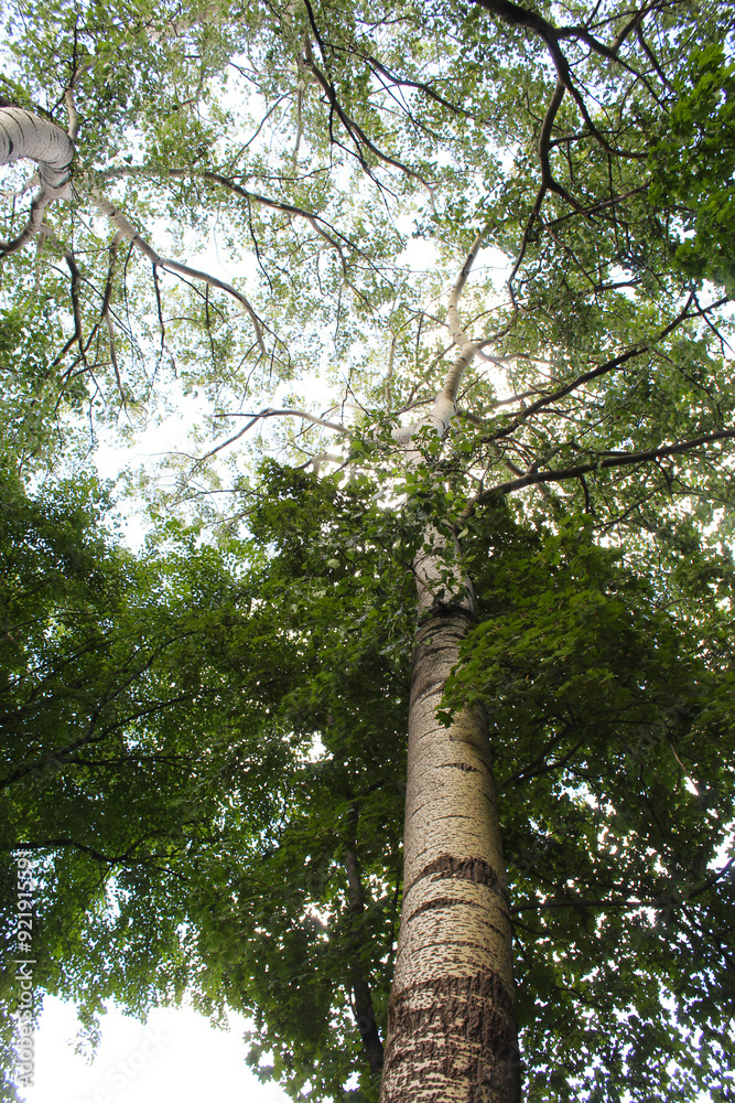 Fototapeta premium trees in the forest, poplar trees and the sky, leaves in the forest
