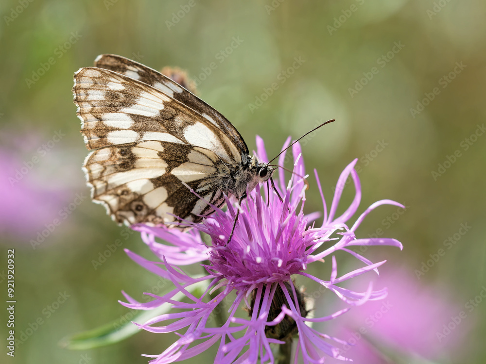 Schachbrettfalter auf der Wiesenglockenblume Schachbrettfalter auf der Wiesenglockenblume