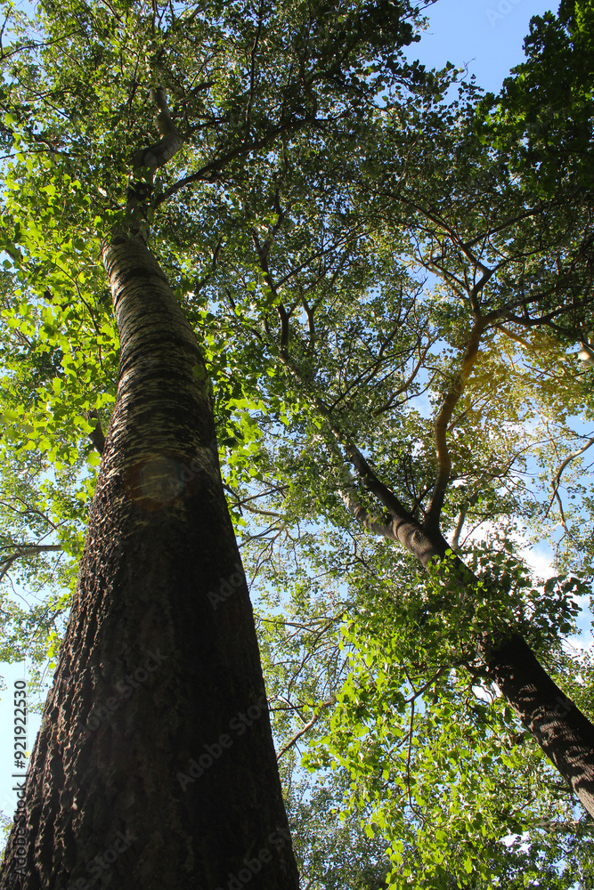 Fototapeta premium poplar trees and the sky, tree branches in the forest