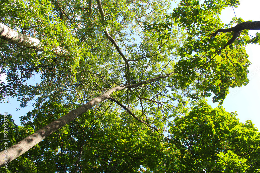 Fototapeta premium poplar trees and the sky, leaves in the forest