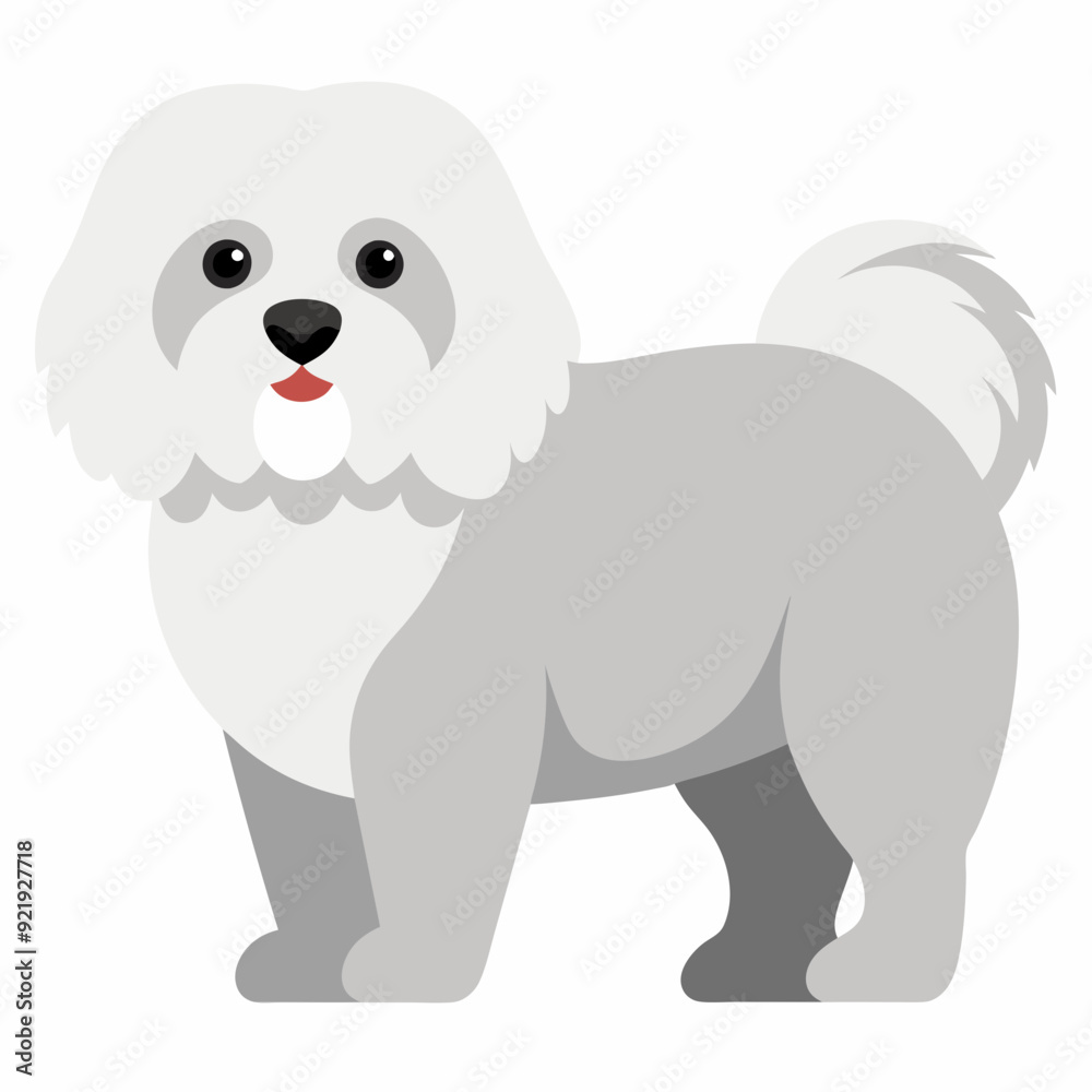 Bolognese dog vector artwork Bolognese dog vector artwork