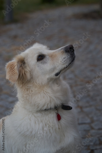 Golden Retriever dog watching up waiting, no people