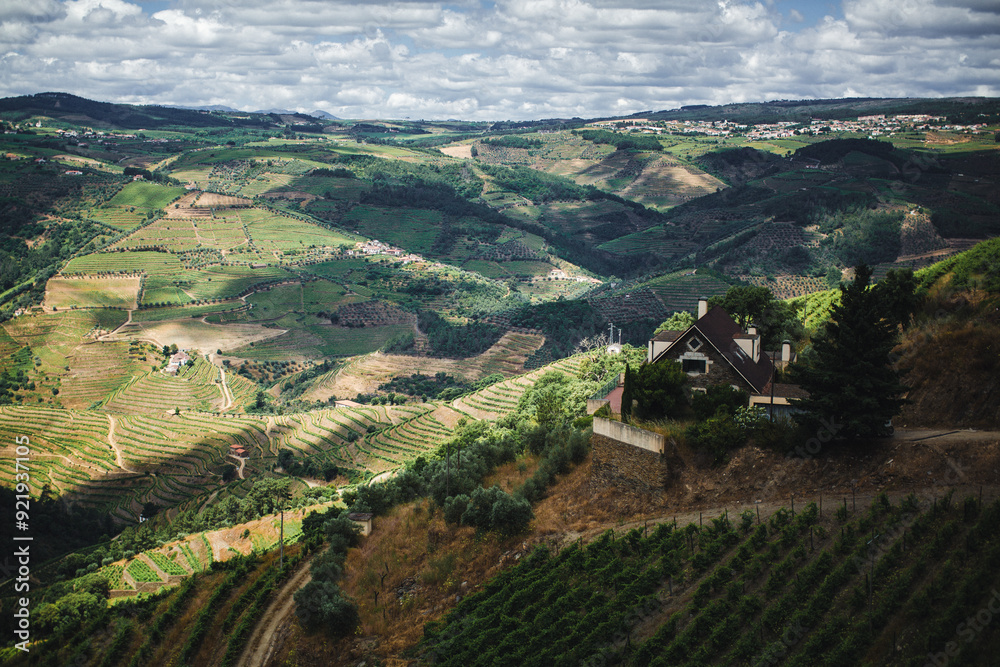 Fototapeta premium Endless vineyards stretch across the Douro Valley in Portugal.