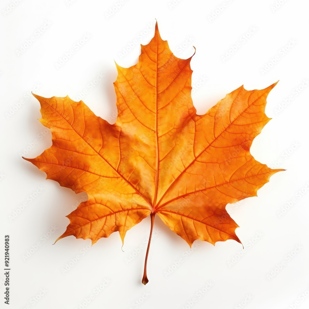 Vibrant autumn maple leaf image