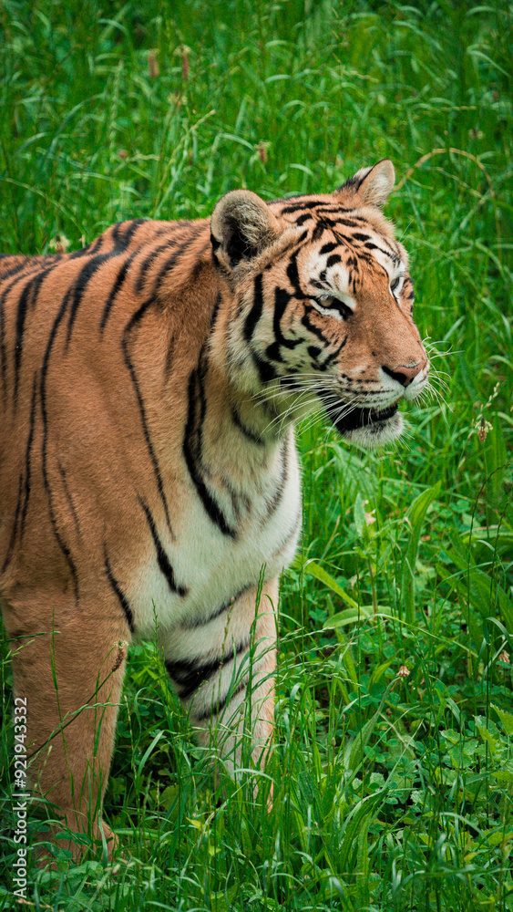 Majestic tiger standing tall, surveying its surroundings with intense focus. The powerful predator is captured in a natural setting, showcasing its strength and grace. Perfect for wildlife and nature- Majestic tiger standing tall, surveying its surroundings with intense focus. The powerful predator is captured in a natural setting, showcasing its strength and grace. Perfect for wildlife and nature-