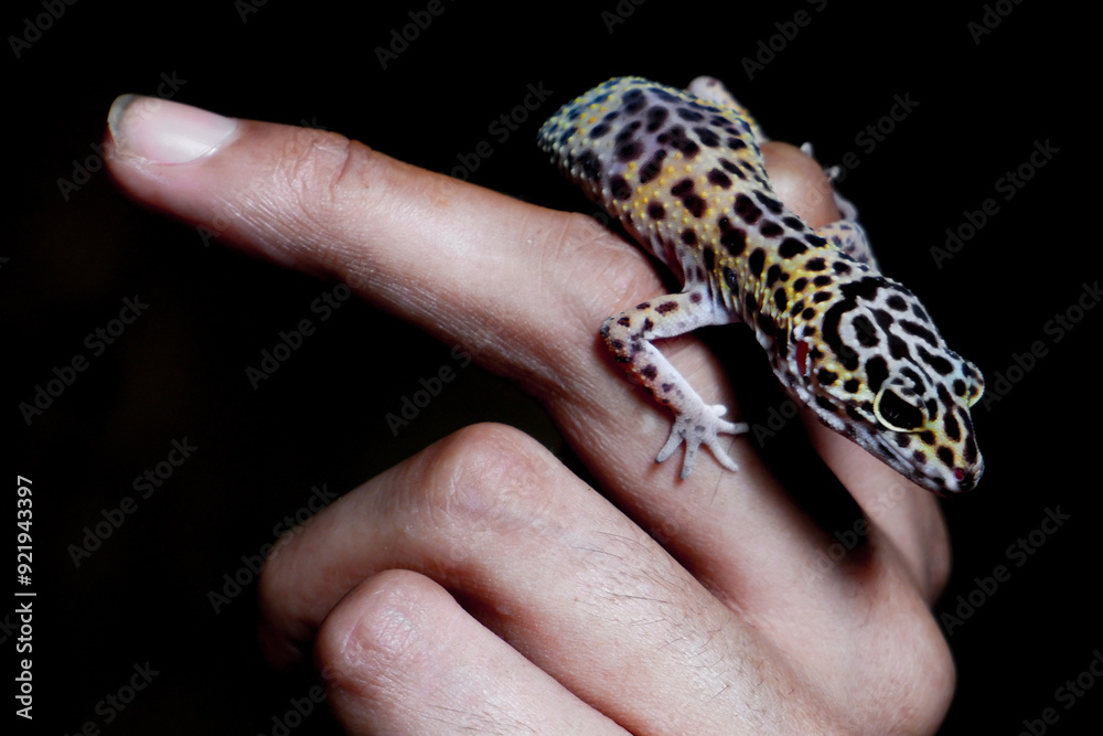 Hands holding a leopard gecko Hands holding a leopard gecko