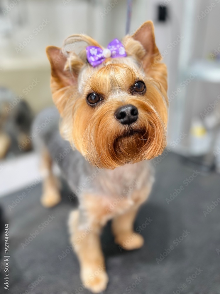 Yorkshire Terrier dog with short haircut and purple bow on head stands on black table for grooming haircut and bathing opposite mirror in salon. Pet grooming salon groomer Yorkshire Terrier dog with short haircut and purple bow on head stands on black table for grooming haircut and bathing opposite mirror in salon. Pet grooming salon groomer