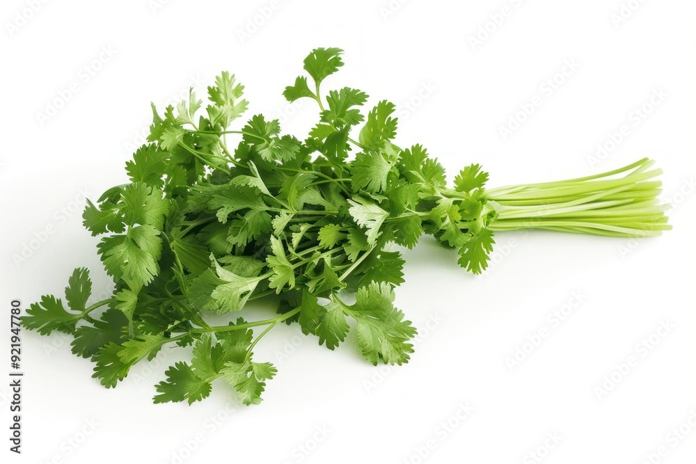 Fresh cilantro bunch isolated white Fresh cilantro bunch isolated white