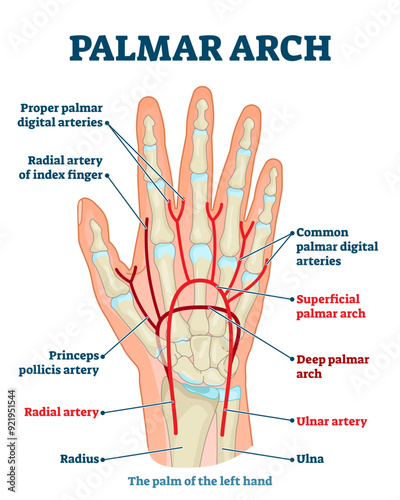 Palmar arch anatomical illustration diagram, transparent background. Palm blood vessel system. Proper palmar digital arteries, radial artery of index finger, also ulnar and radial arteries.
