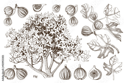 Figs collection with fig tree, branched and ripe fruits