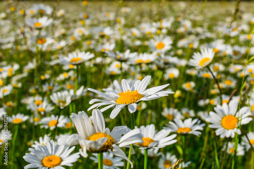 Field daisies