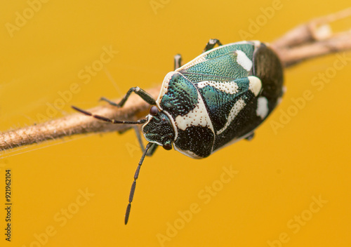 Rape bug (Eurydema oleracea), photo made in Spain.