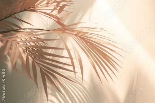 Palm tree lightshaded shadow nature sunlight plant. . photo