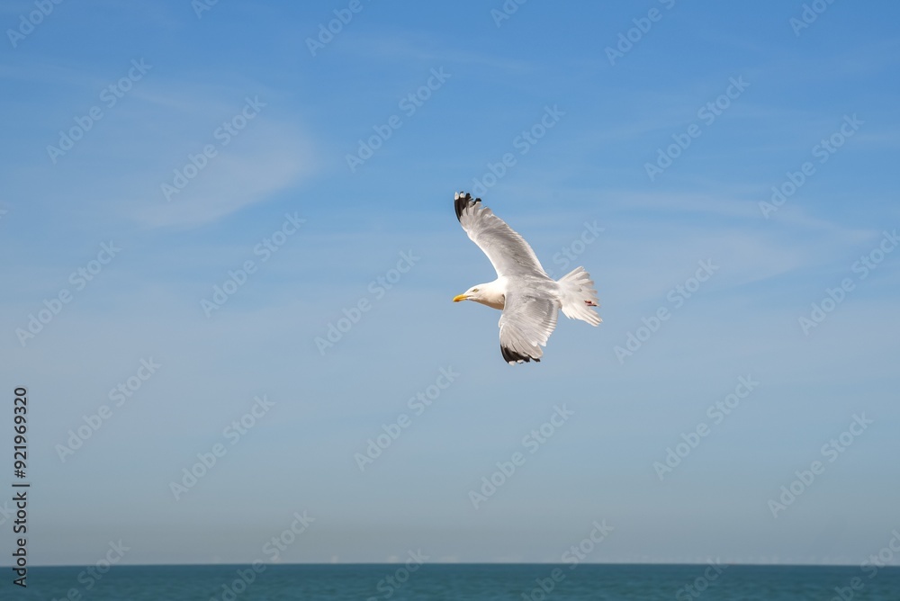 seagull with spread wings flying in the sea