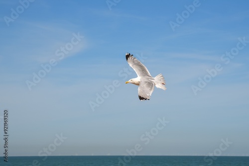 Obraz na płótnie seagull with spread wings flying in the sea w salonie