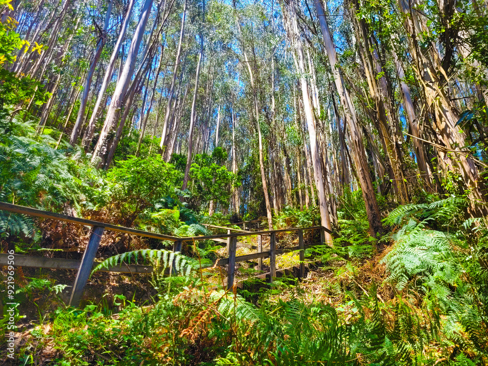 Naklejka premium Pasarelas entre Eucaliptos